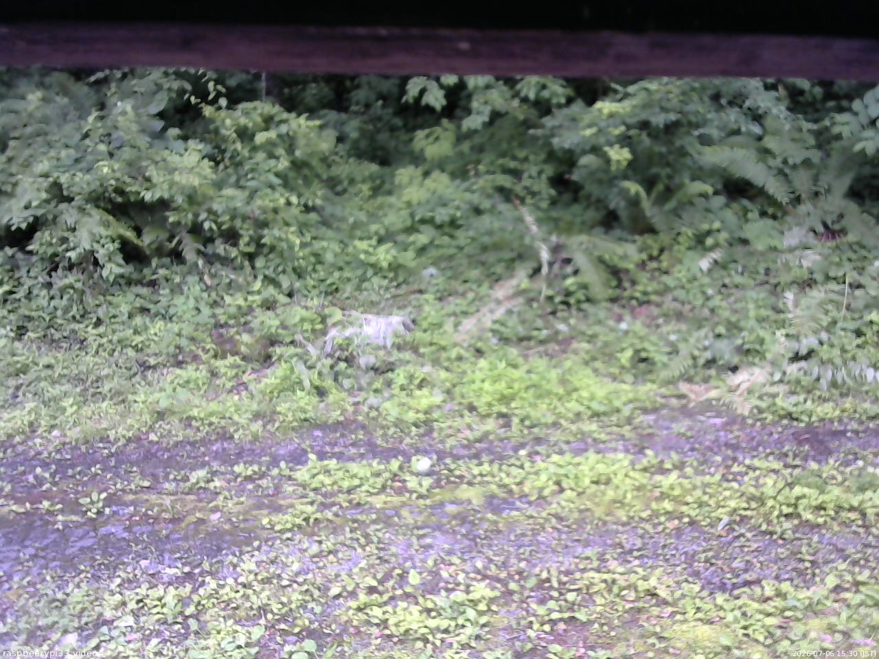 長野県菅平高原 ゆたか山荘 東側(坂下) 2026/07/06 15:30