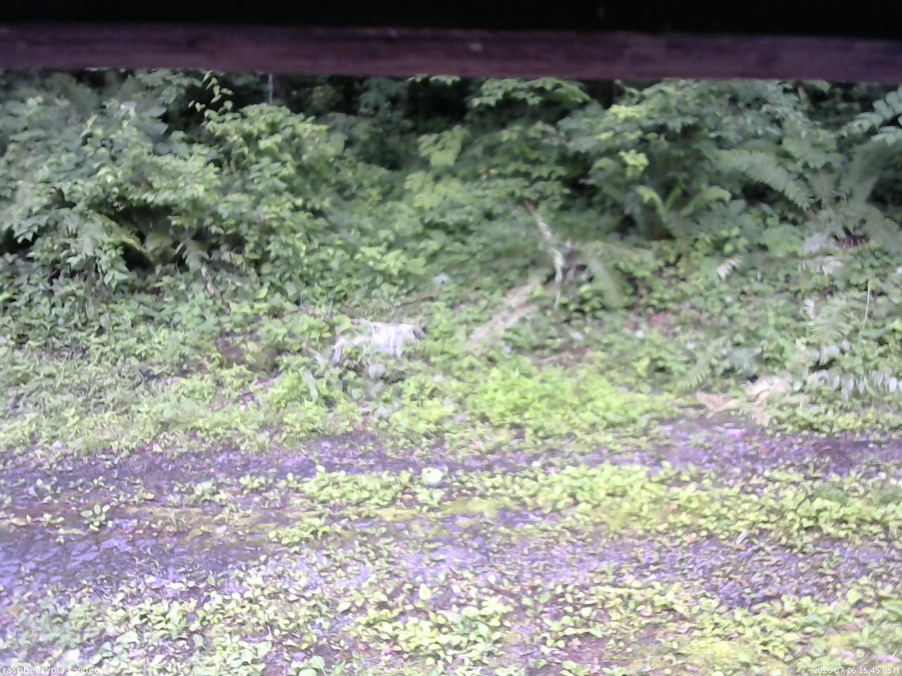 長野県菅平高原 ゆたか山荘 東側(坂下) 2026/07/06 15:45