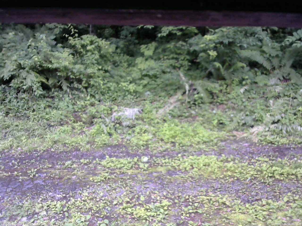 長野県菅平高原 ゆたか山荘 東側(坂下) 2026/07/06 16:00