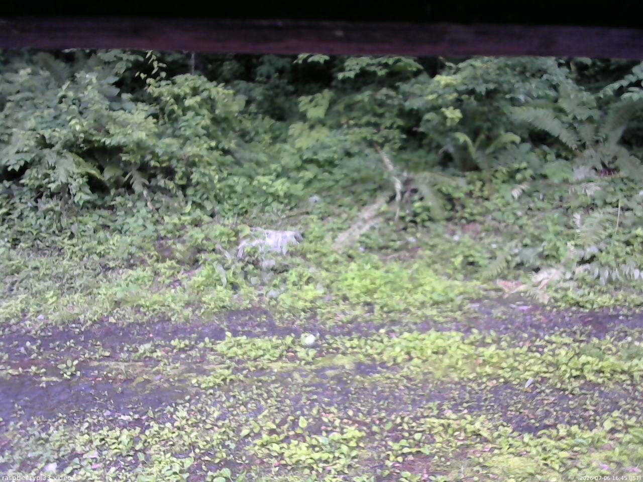 長野県菅平高原 ゆたか山荘 東側(坂下) 2026/07/06 16:45