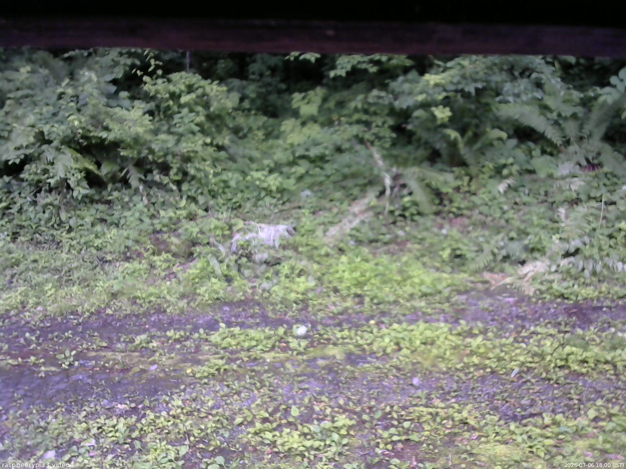 長野県菅平高原 ゆたか山荘 東側(坂下) 2026/07/06 18:00