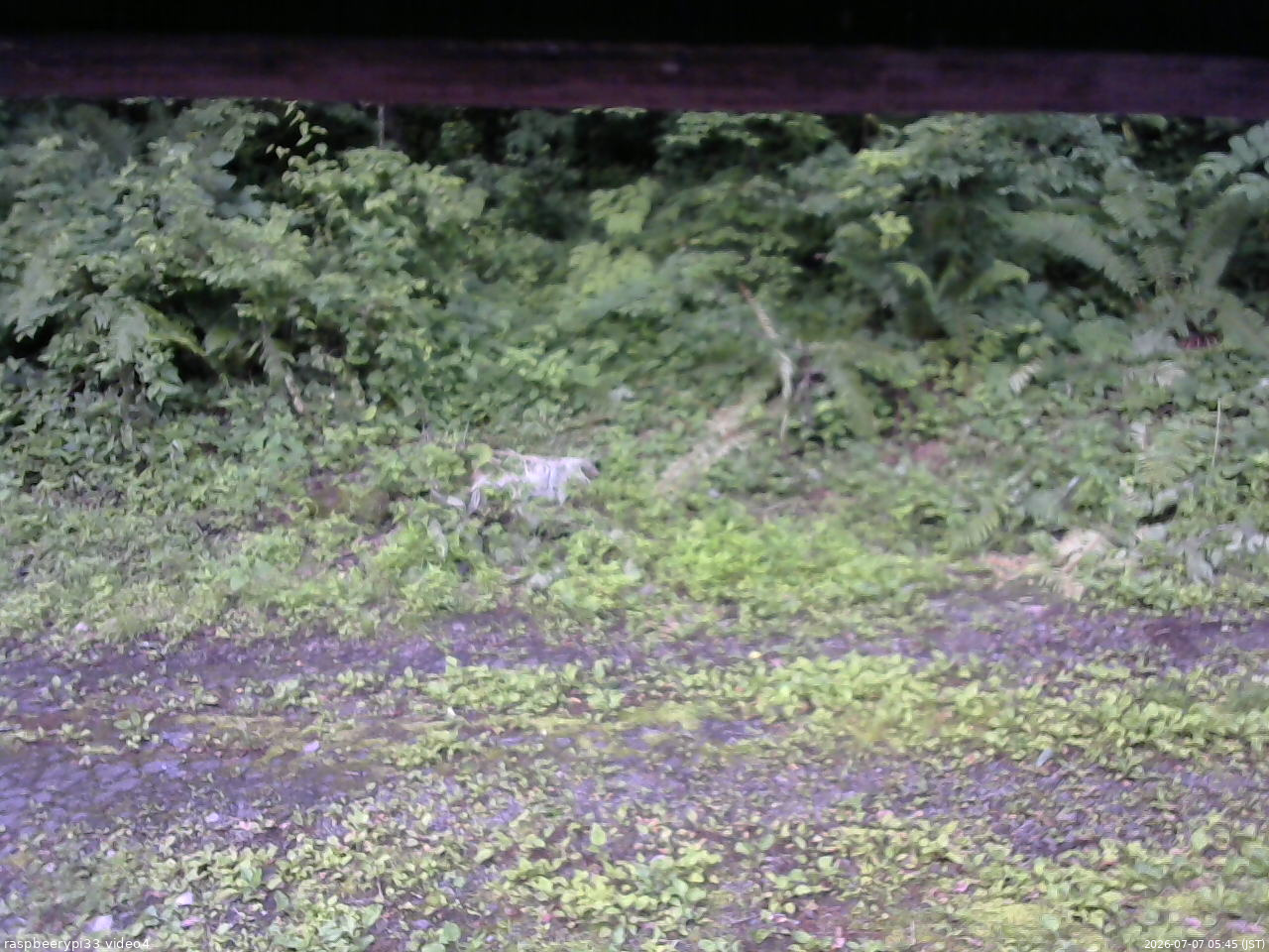 長野県菅平高原 ゆたか山荘 東側(坂下) 2026/07/07 05:45