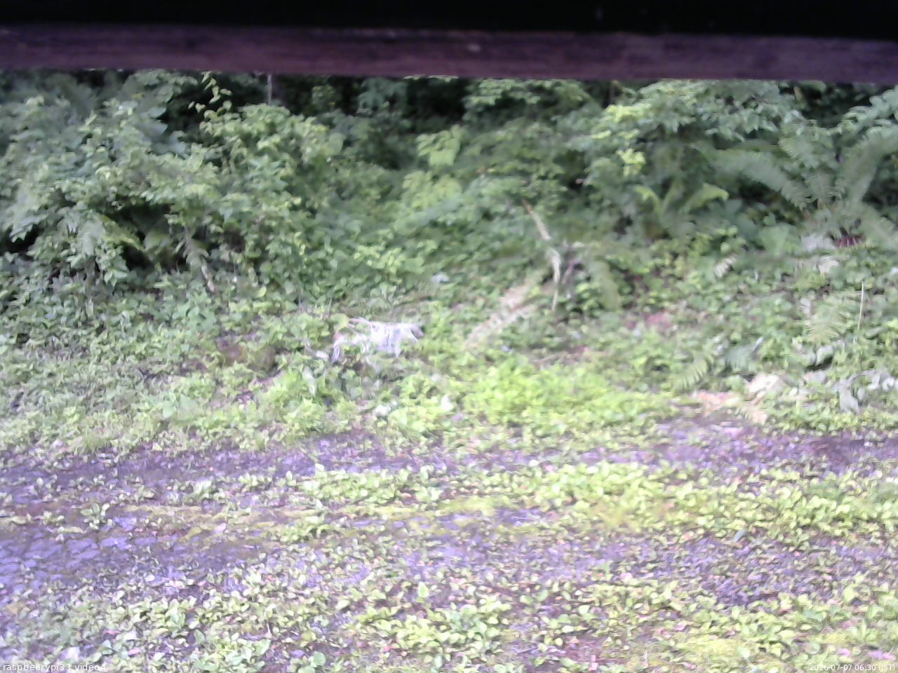 長野県菅平高原 ゆたか山荘 東側(坂下) 2026/07/07 06:30
