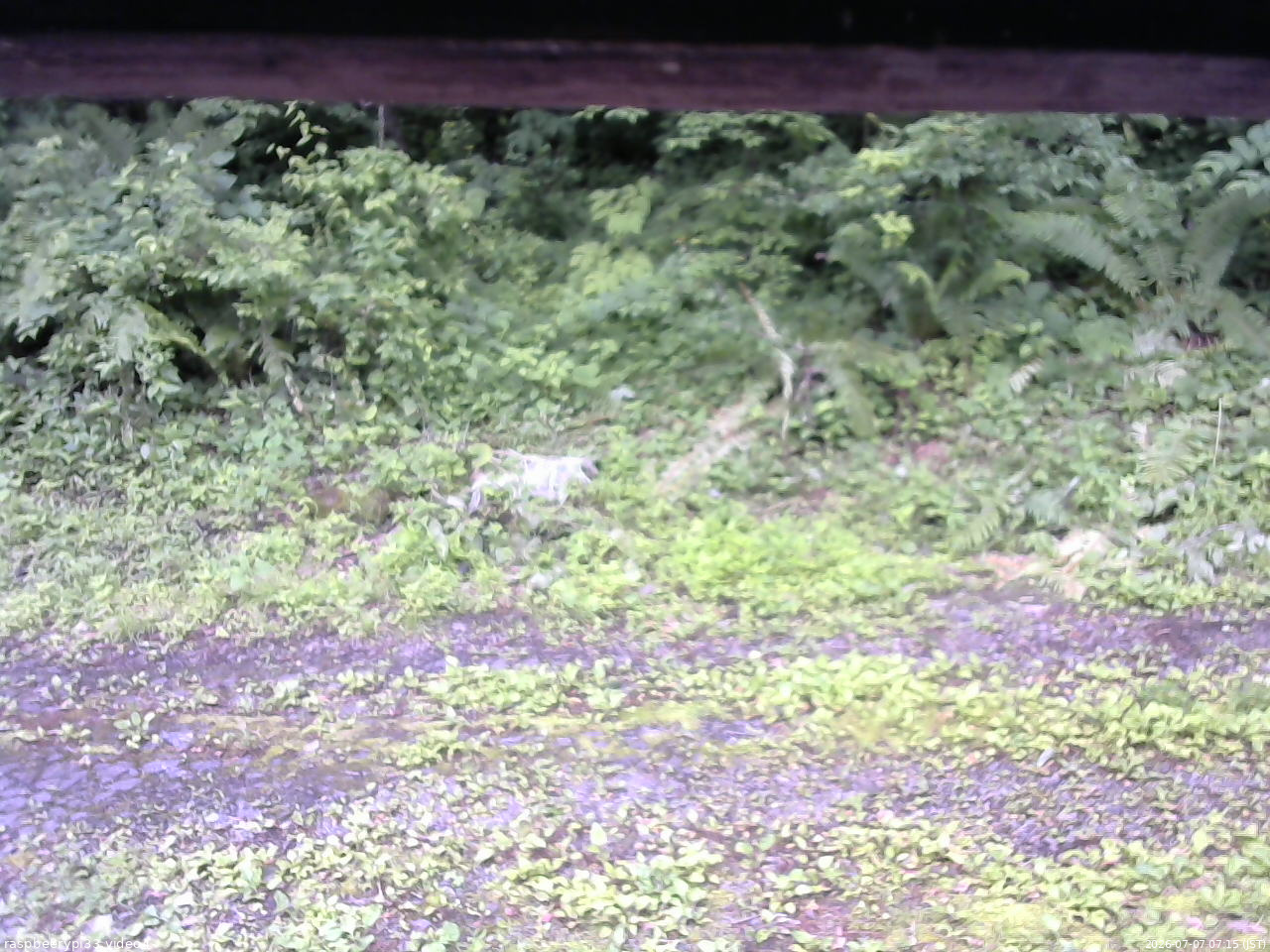 長野県菅平高原 ゆたか山荘 東側(坂下) 2026/07/07 07:15