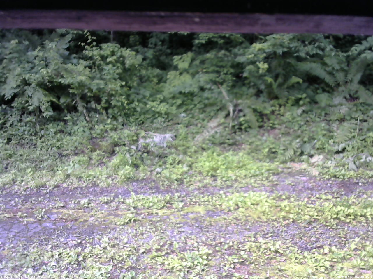 長野県菅平高原 ゆたか山荘 東側(坂下) 2026/07/07 08:00