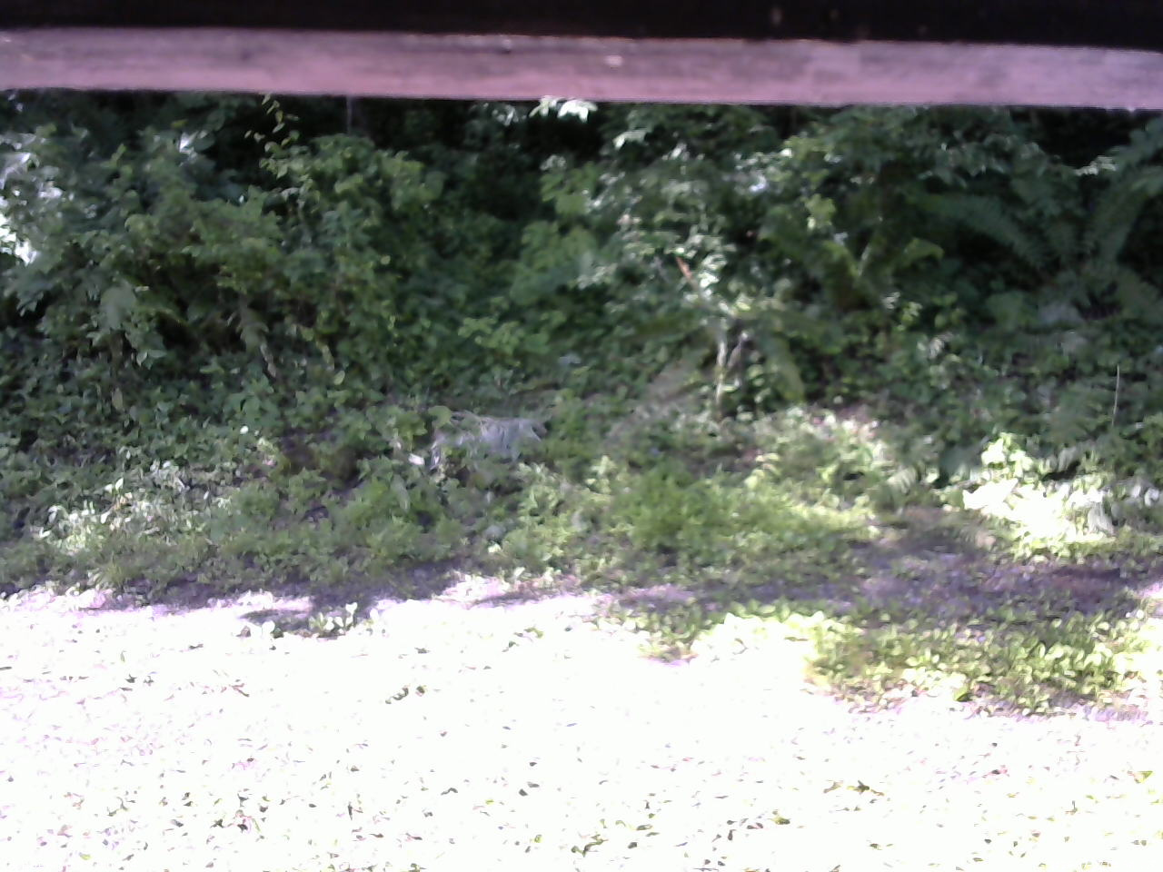 長野県菅平高原 ゆたか山荘 東側(坂下) 2026/07/07 08:30