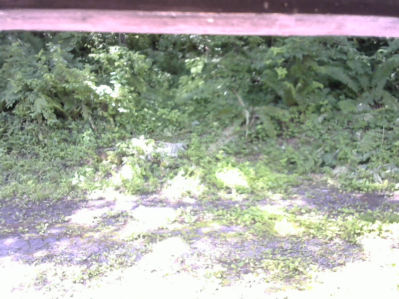 長野県菅平高原 ゆたか山荘 東側(坂下) 2026/07/07 09:15