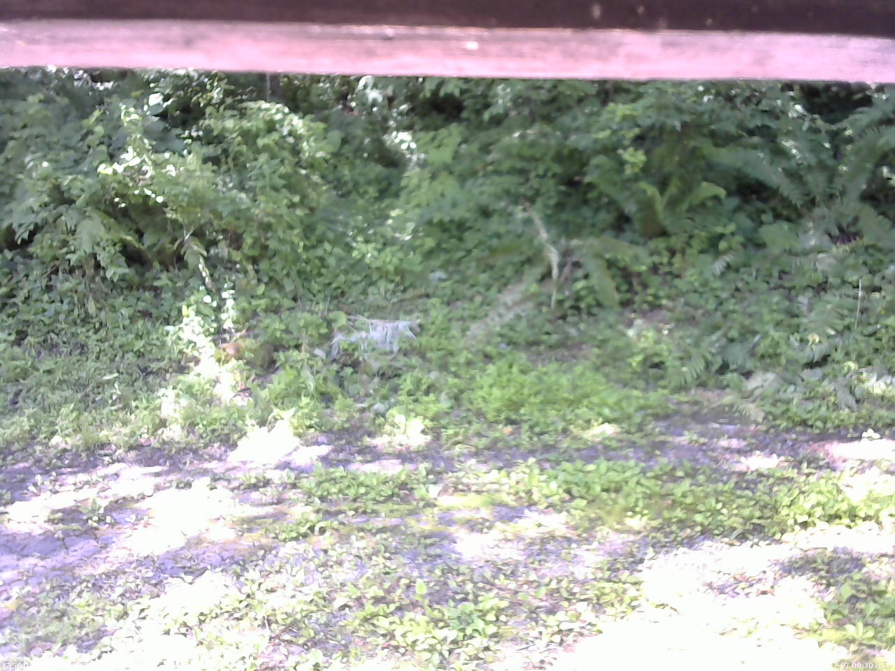 長野県菅平高原 ゆたか山荘 東側(坂下) 2026/07/07 09:30
