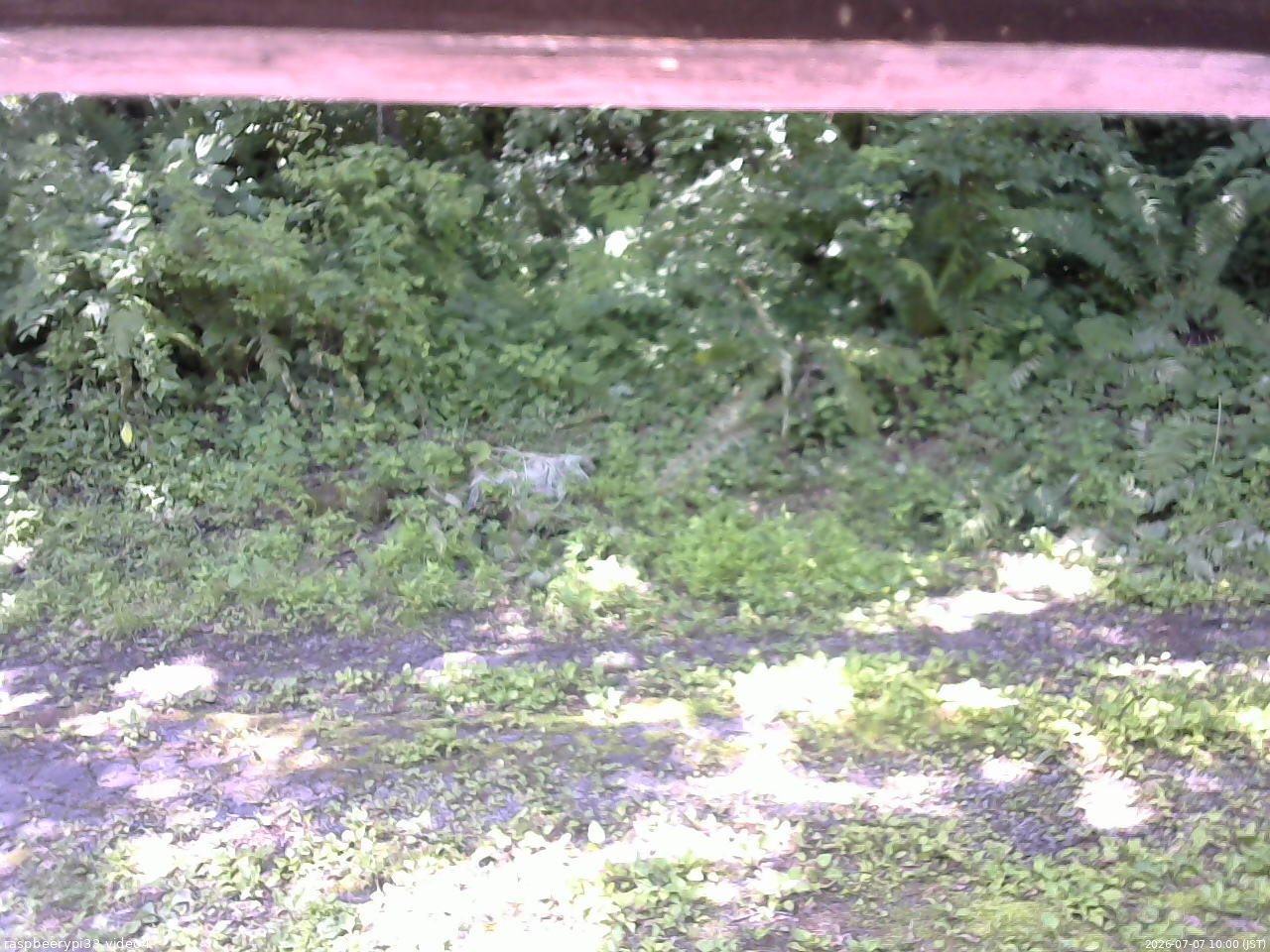 長野県菅平高原 ゆたか山荘 東側(坂下) 2026/07/07 10:00
