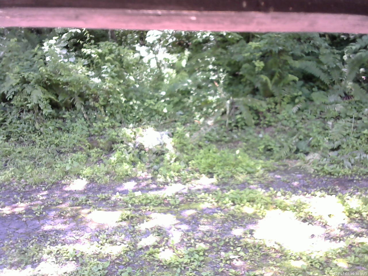 長野県菅平高原 ゆたか山荘 東側(坂下) 2026/07/07 10:30