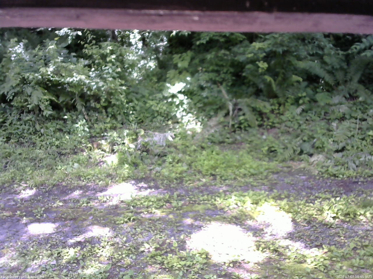 長野県菅平高原 ゆたか山荘 東側(坂下) 2026/07/07 10:45