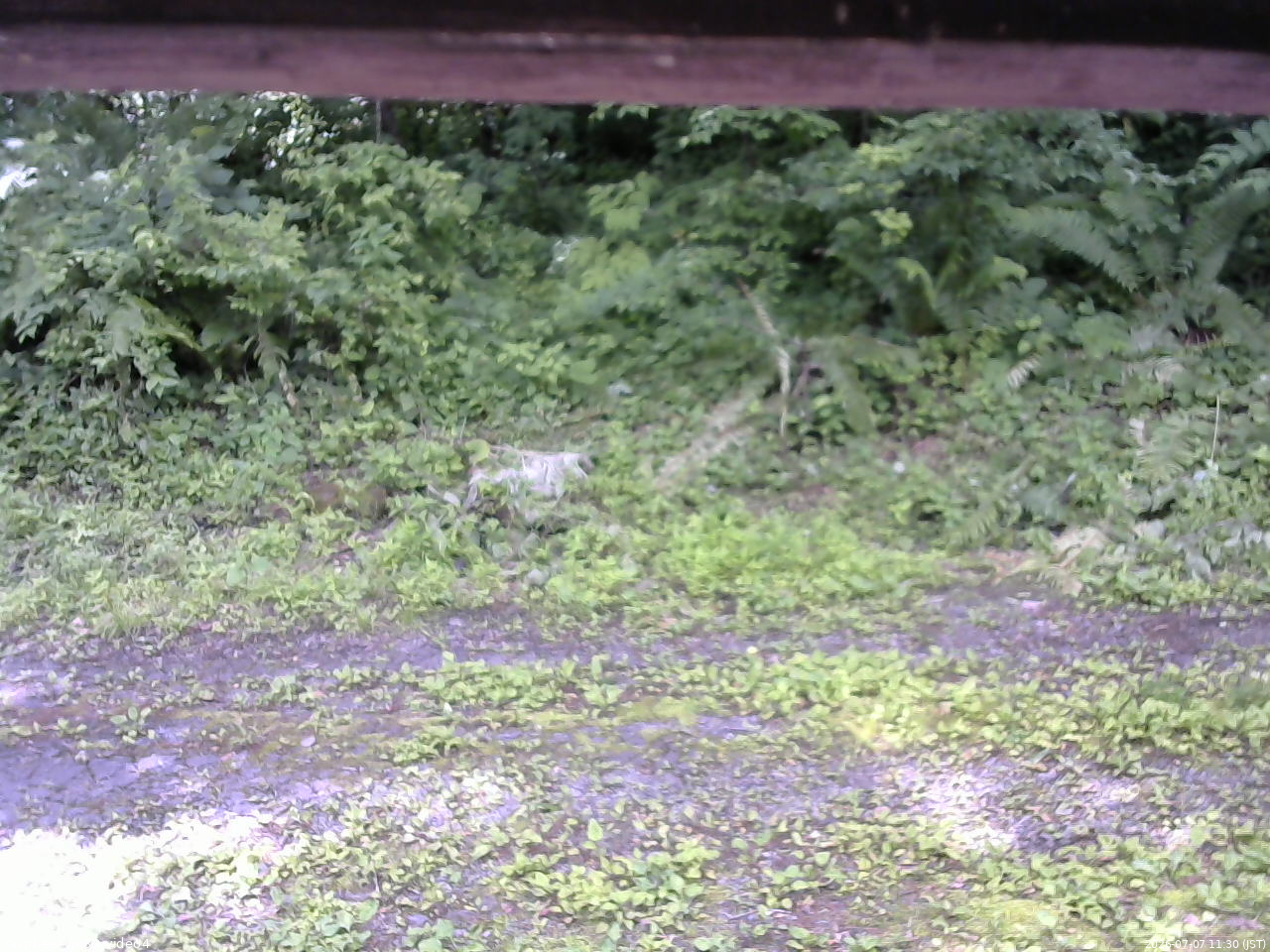 長野県菅平高原 ゆたか山荘 東側(坂下) 2026/07/07 11:30