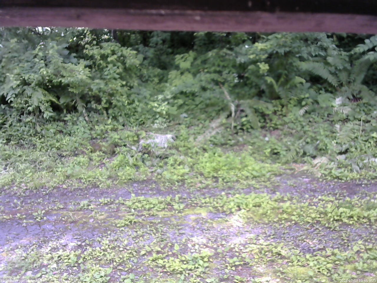長野県菅平高原 ゆたか山荘 東側(坂下) 2026/07/07 11:45