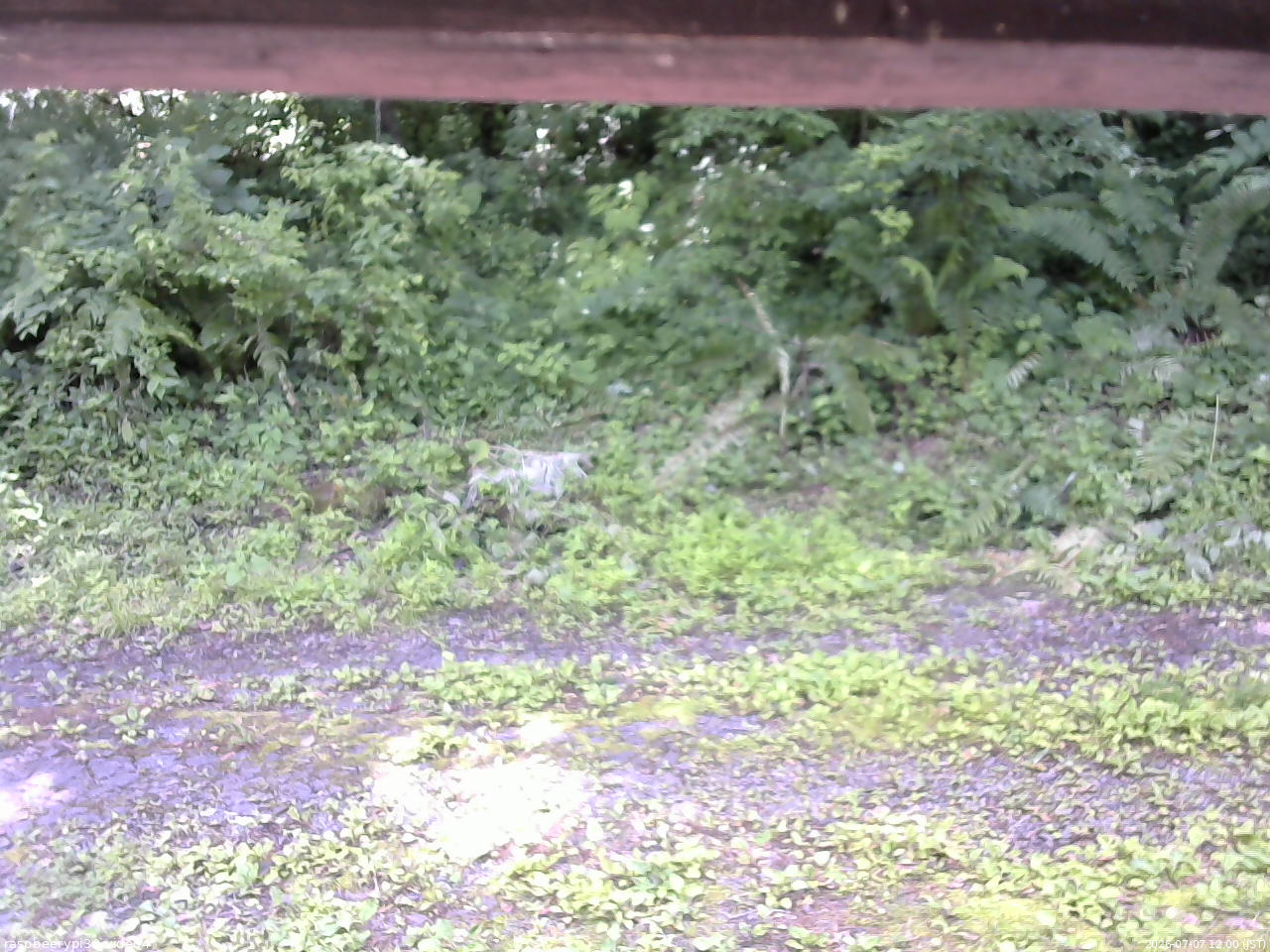 長野県菅平高原 ゆたか山荘 東側(坂下) 2026/07/07 12:00