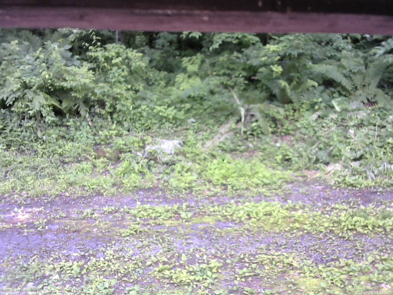 長野県菅平高原 ゆたか山荘 東側(坂下) 2026/07/07 13:00