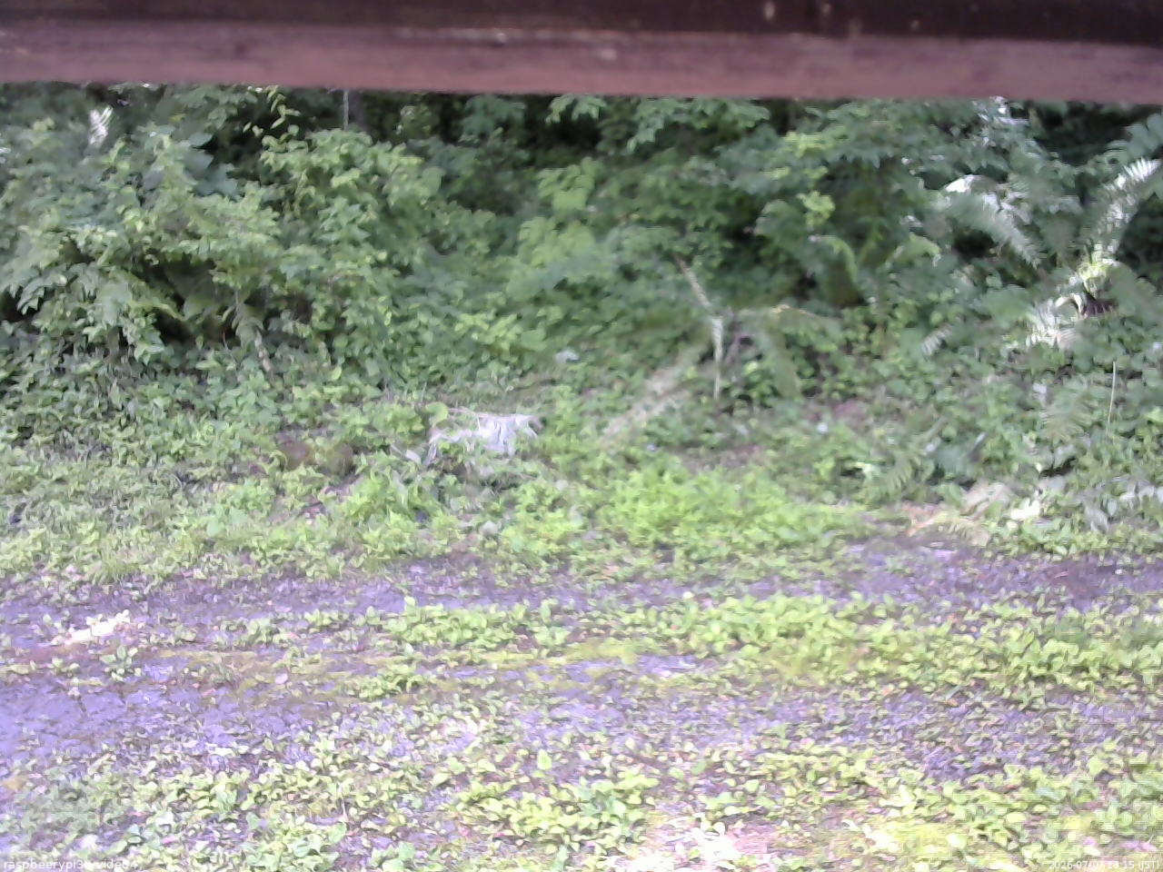 長野県菅平高原 ゆたか山荘 東側(坂下) 2026/07/07 13:15