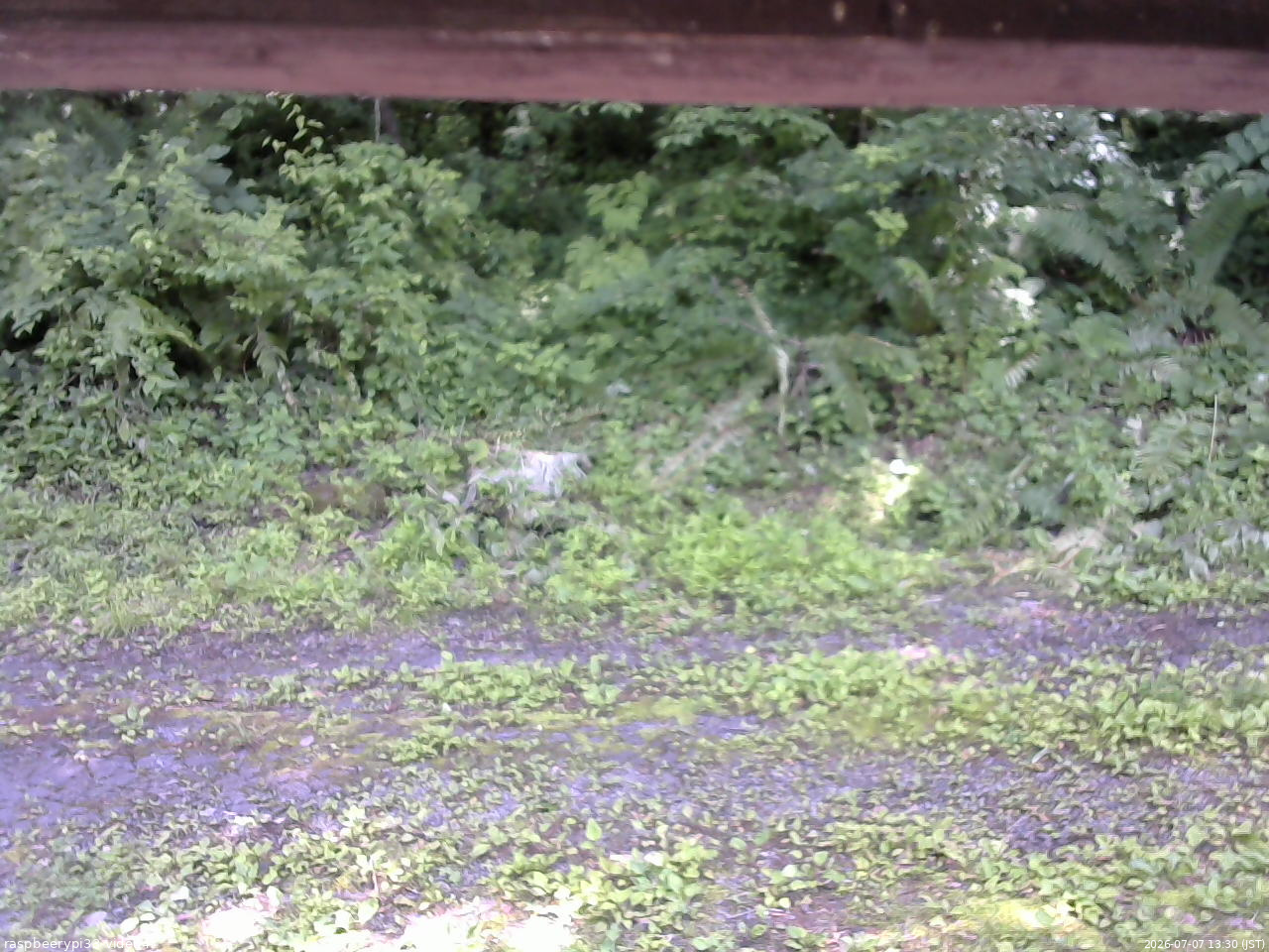 長野県菅平高原 ゆたか山荘 東側(坂下) 2026/07/07 13:30