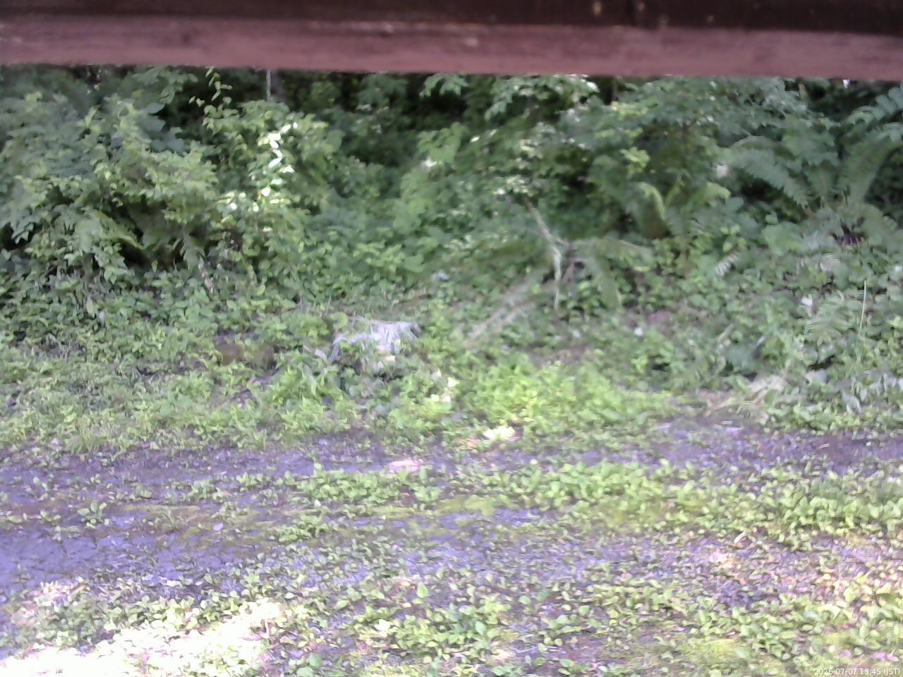長野県菅平高原 ゆたか山荘 東側(坂下) 2026/07/07 13:45
