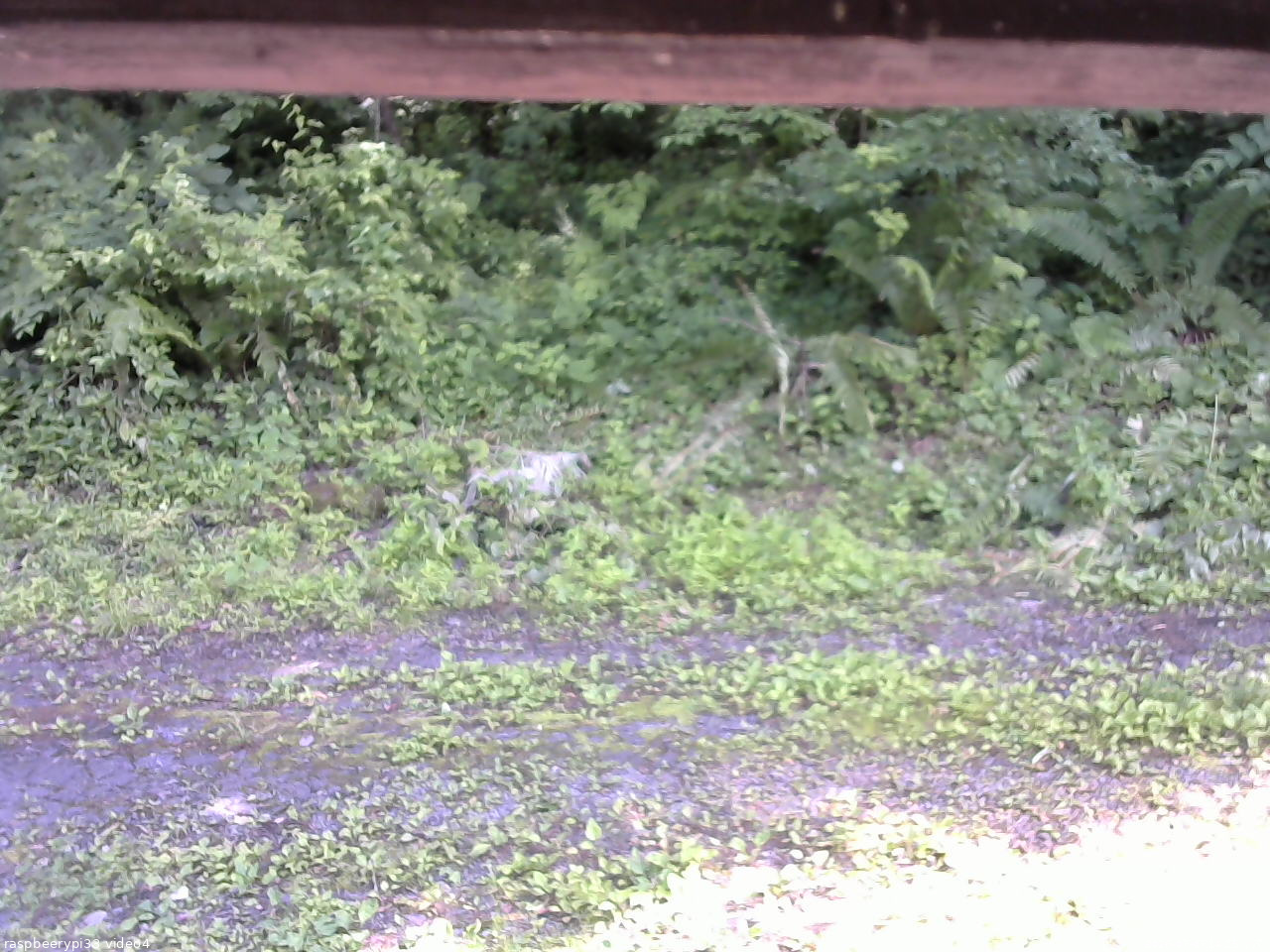 長野県菅平高原 ゆたか山荘 東側(坂下) 2026/07/07 14:15
