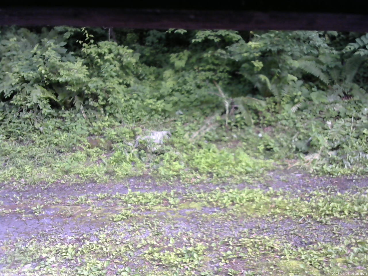 長野県菅平高原 ゆたか山荘 東側(坂下) 2026/07/07 15:30