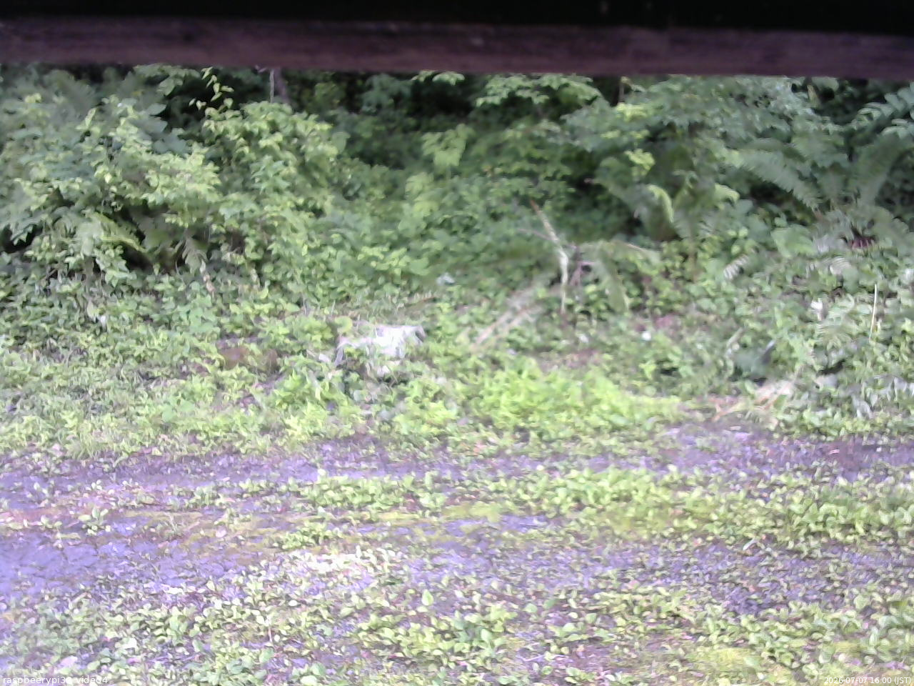 長野県菅平高原 ゆたか山荘 東側(坂下) 2026/07/07 16:00