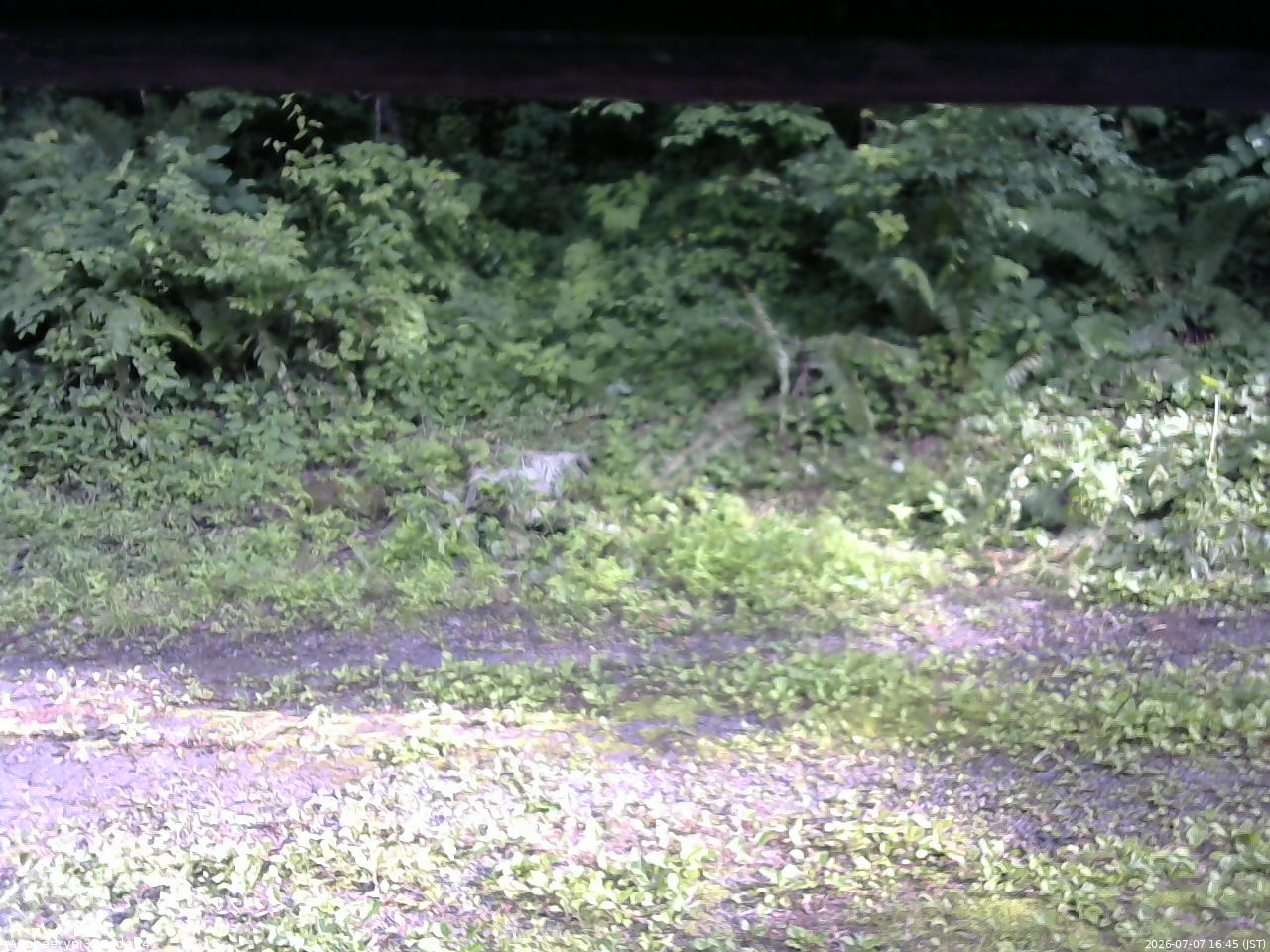 長野県菅平高原 ゆたか山荘 東側(坂下) 2026/07/07 16:45