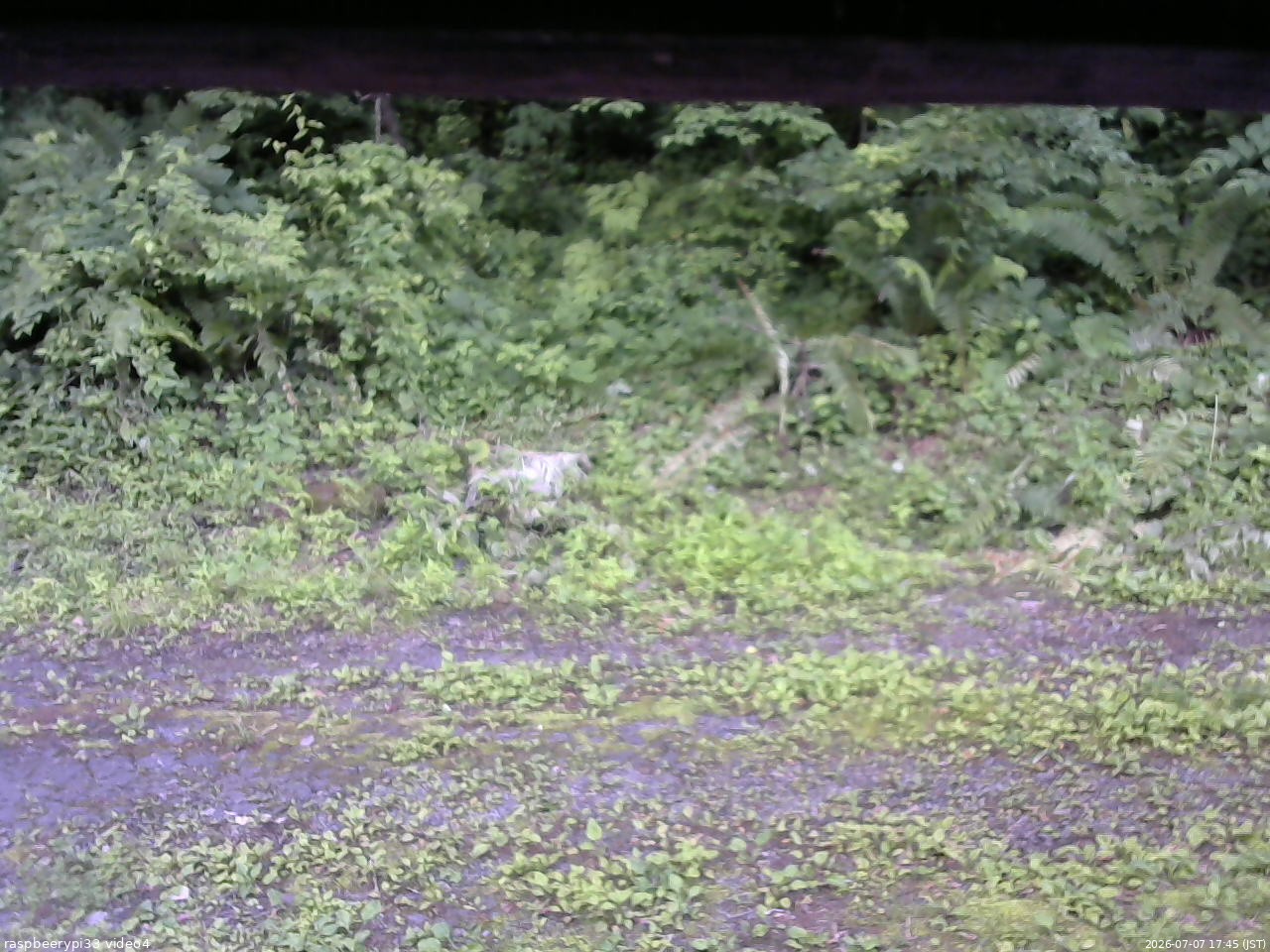長野県菅平高原 ゆたか山荘 東側(坂下) 2026/07/07 17:45
