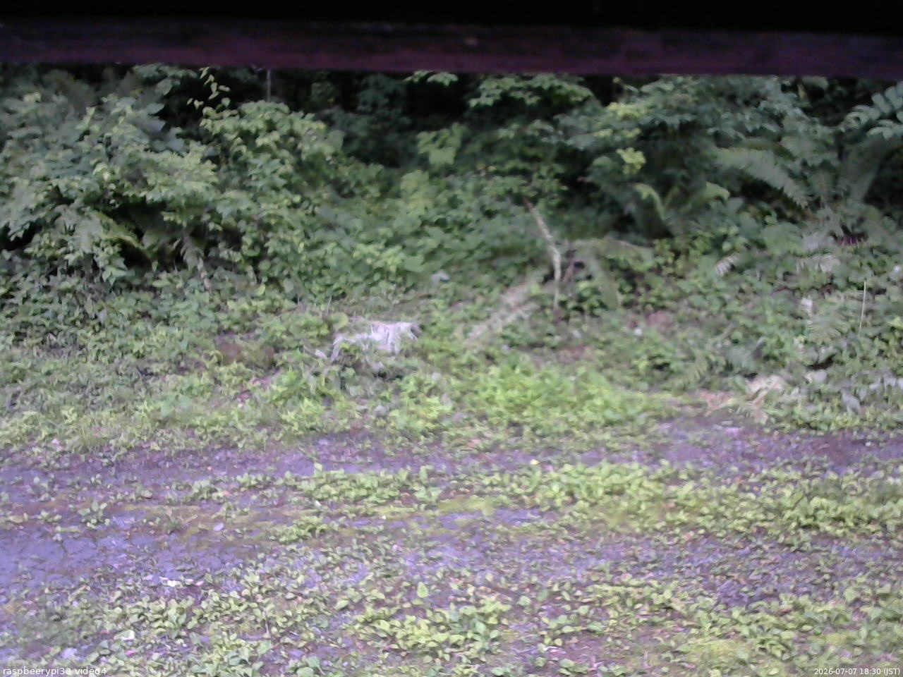 長野県菅平高原 ゆたか山荘 東側(坂下) 2026/07/07 18:30