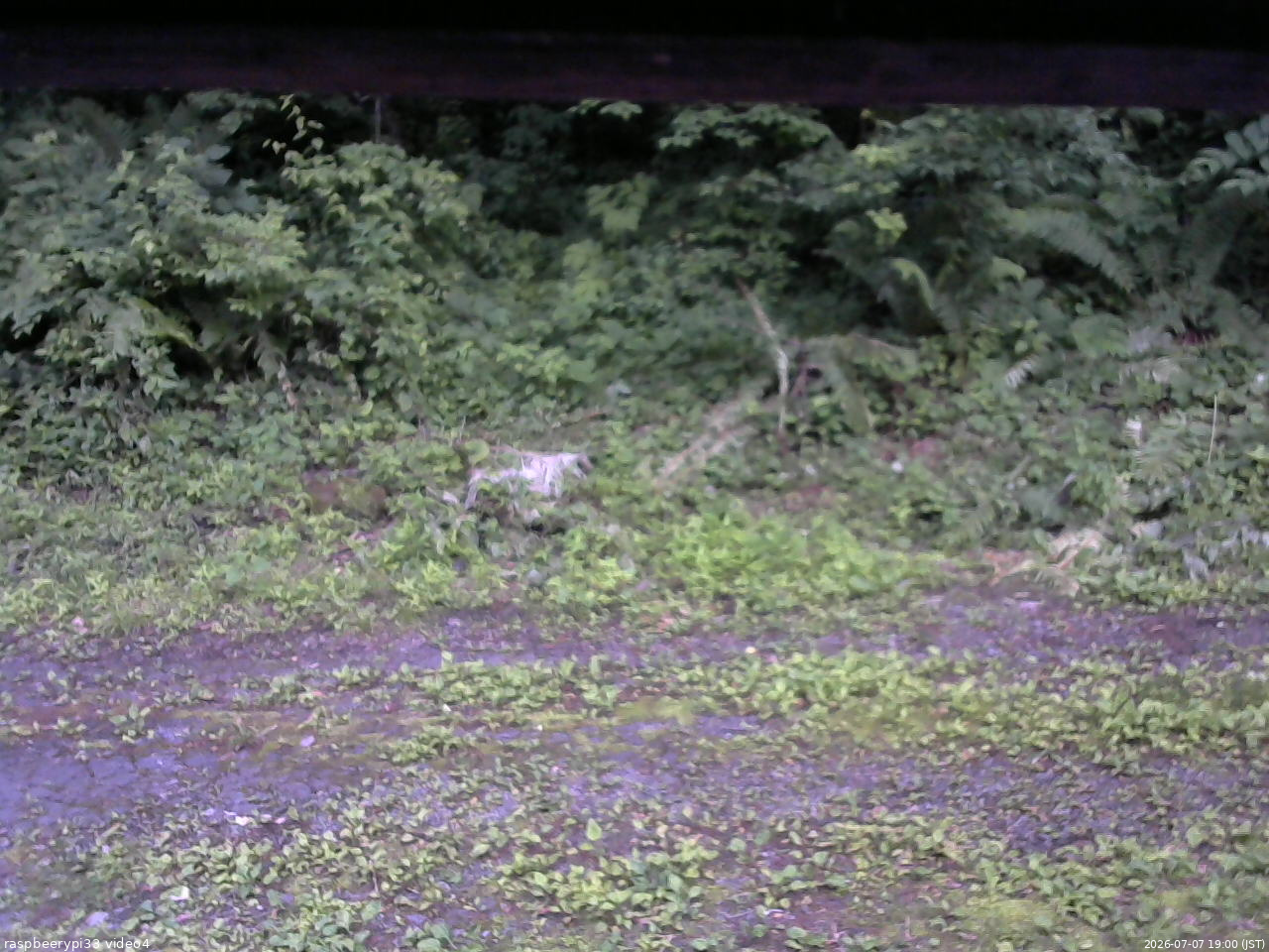 長野県菅平高原 ゆたか山荘 東側(坂下) 2026/07/07 19:00