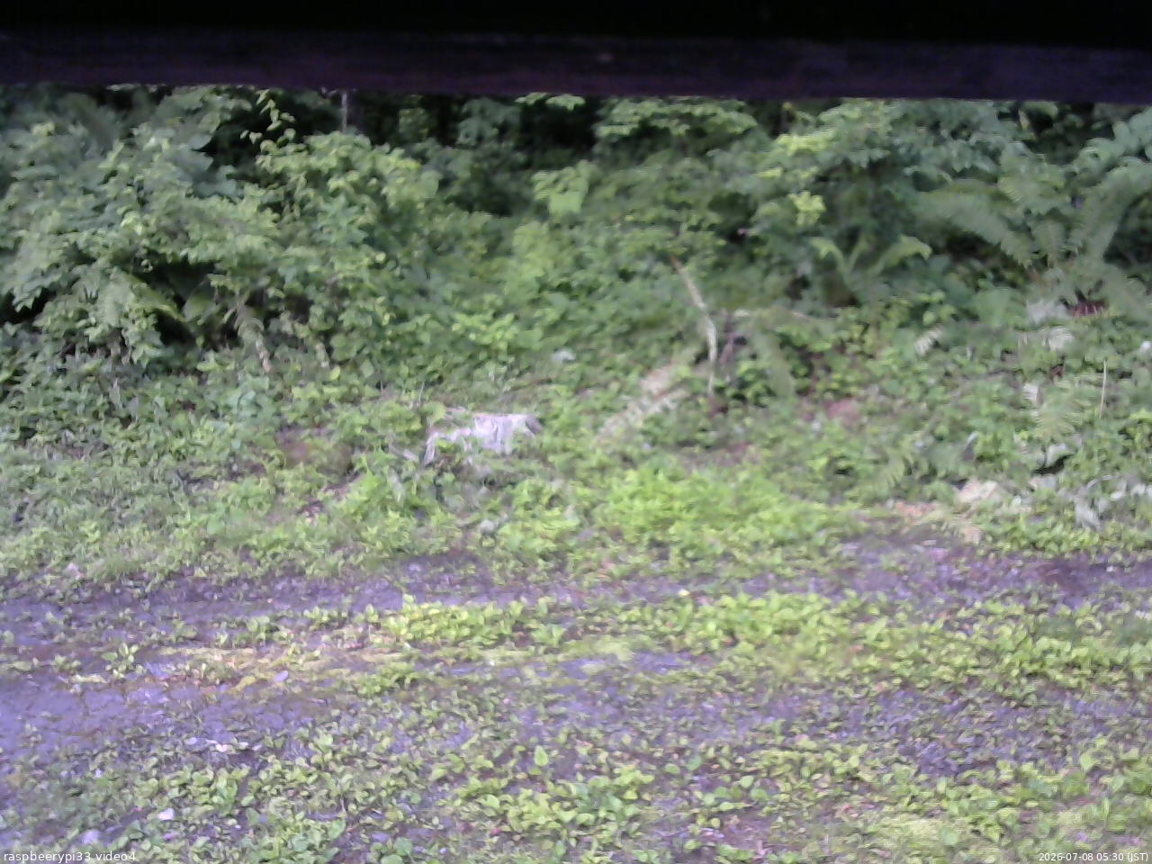 長野県菅平高原 ゆたか山荘 東側(坂下) 2026/07/08 05:30