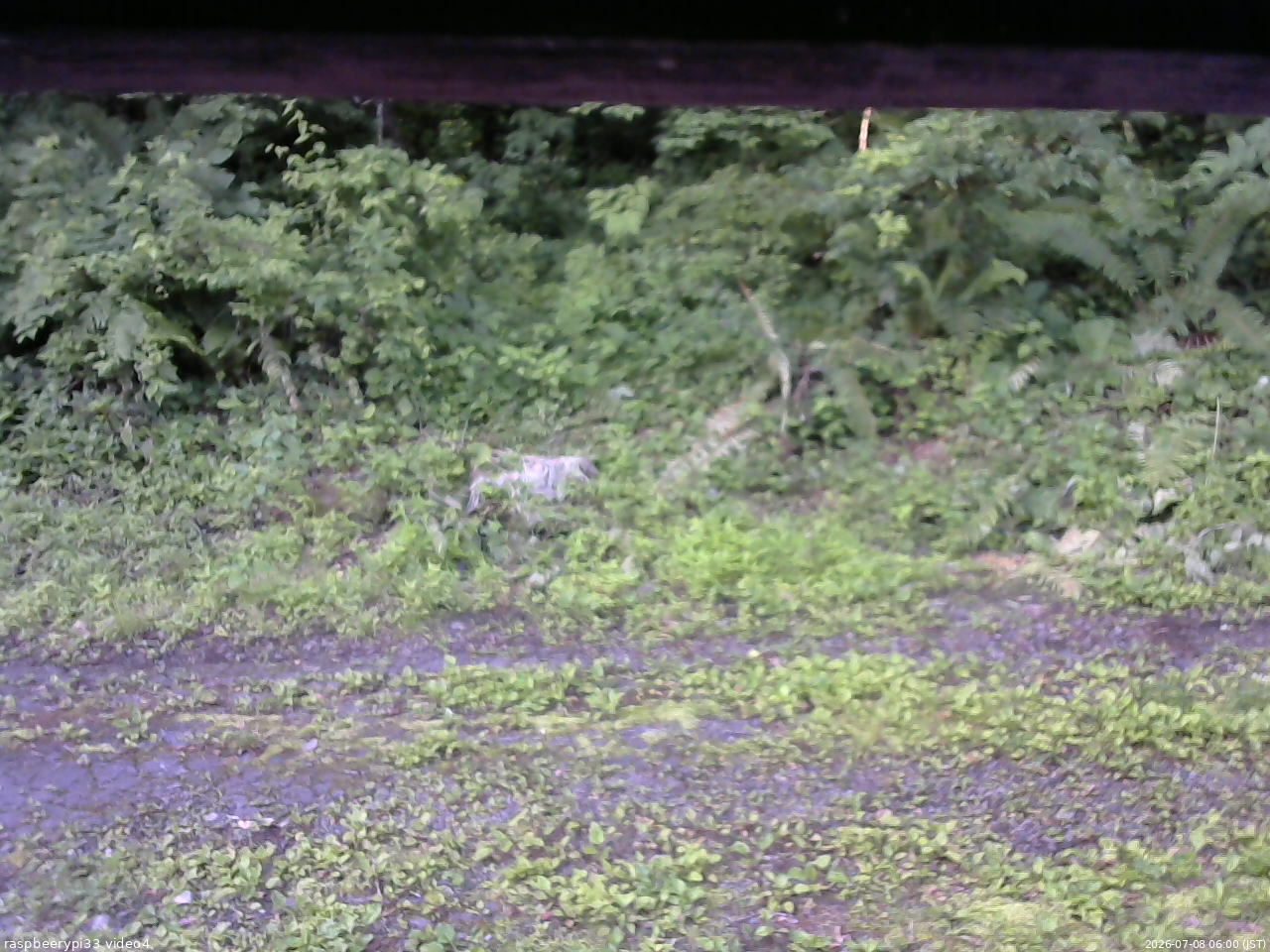 長野県菅平高原 ゆたか山荘 東側(坂下) 2026/07/08 06:00