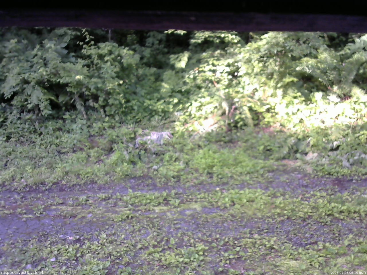 長野県菅平高原 ゆたか山荘 東側(坂下) 2026/07/08 06:15