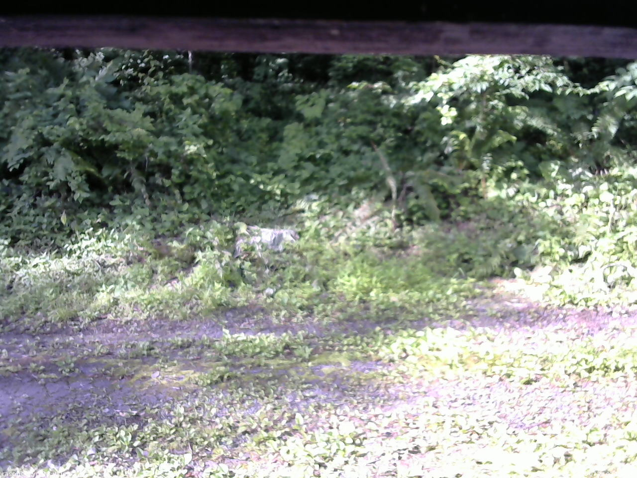 長野県菅平高原 ゆたか山荘 東側(坂下) 2026/07/08 07:15
