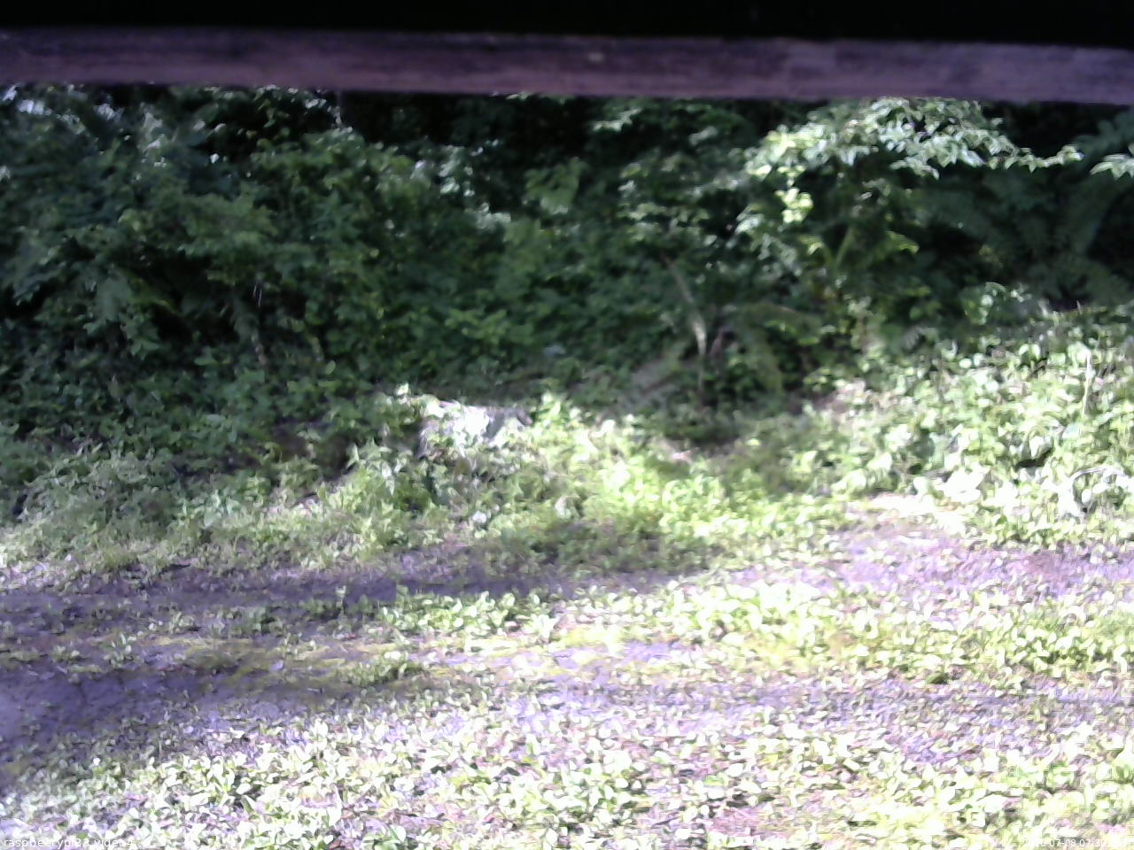 長野県菅平高原 ゆたか山荘 東側(坂下) 2026/07/08 07:30