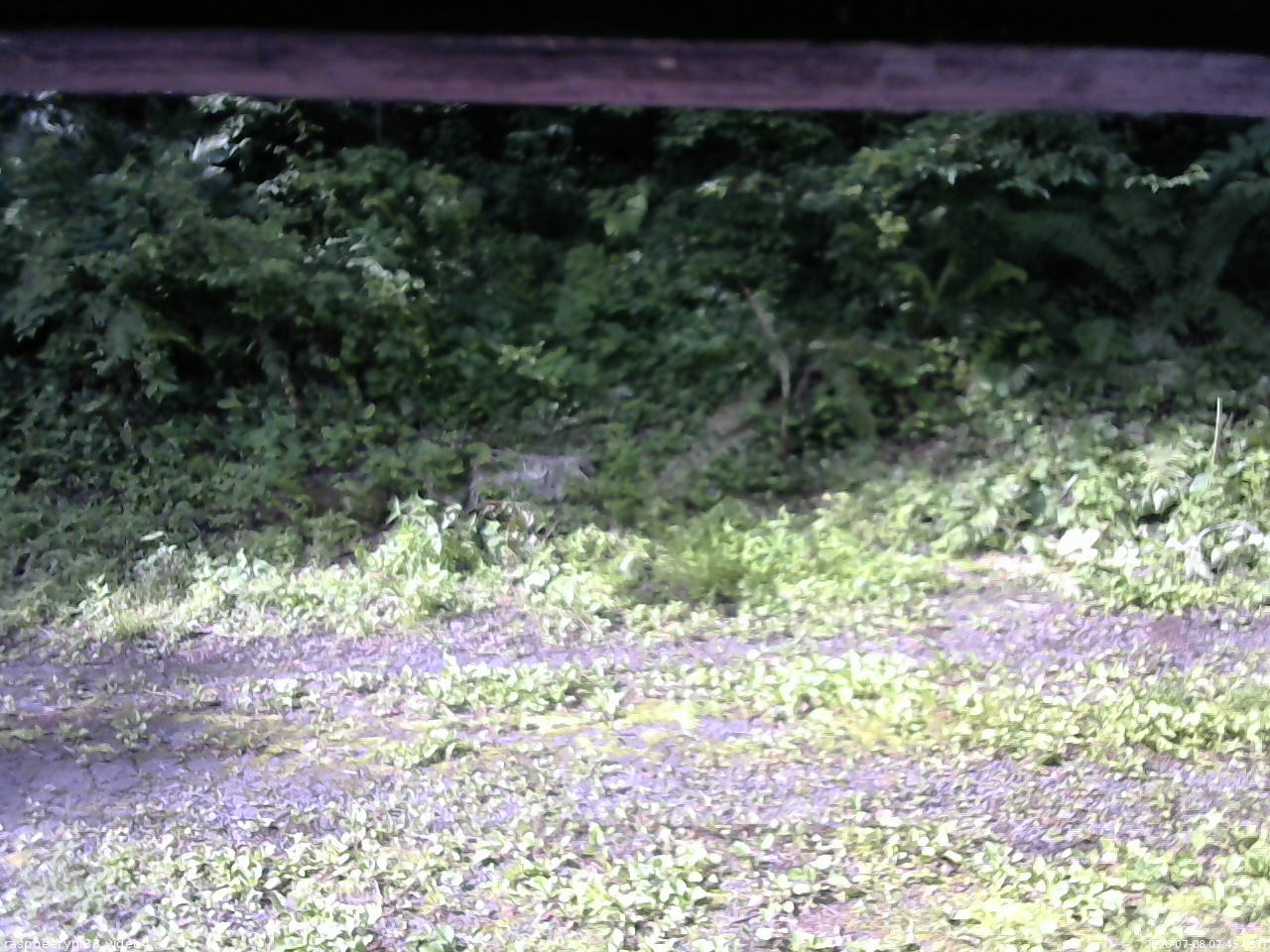 長野県菅平高原 ゆたか山荘 東側(坂下) 2026/07/08 07:45