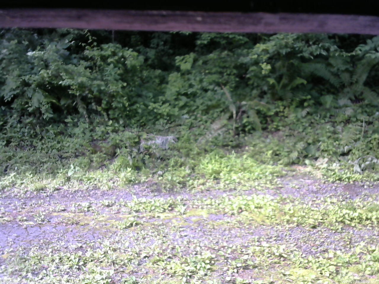 長野県菅平高原 ゆたか山荘 東側(坂下) 2026/07/08 08:00