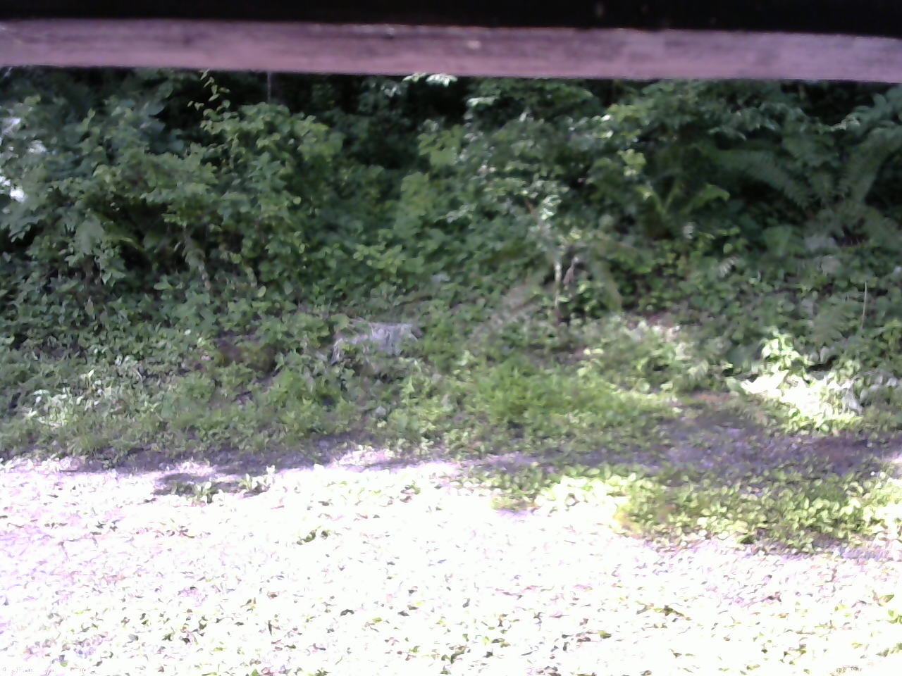 長野県菅平高原 ゆたか山荘 東側(坂下) 2026/07/08 08:30