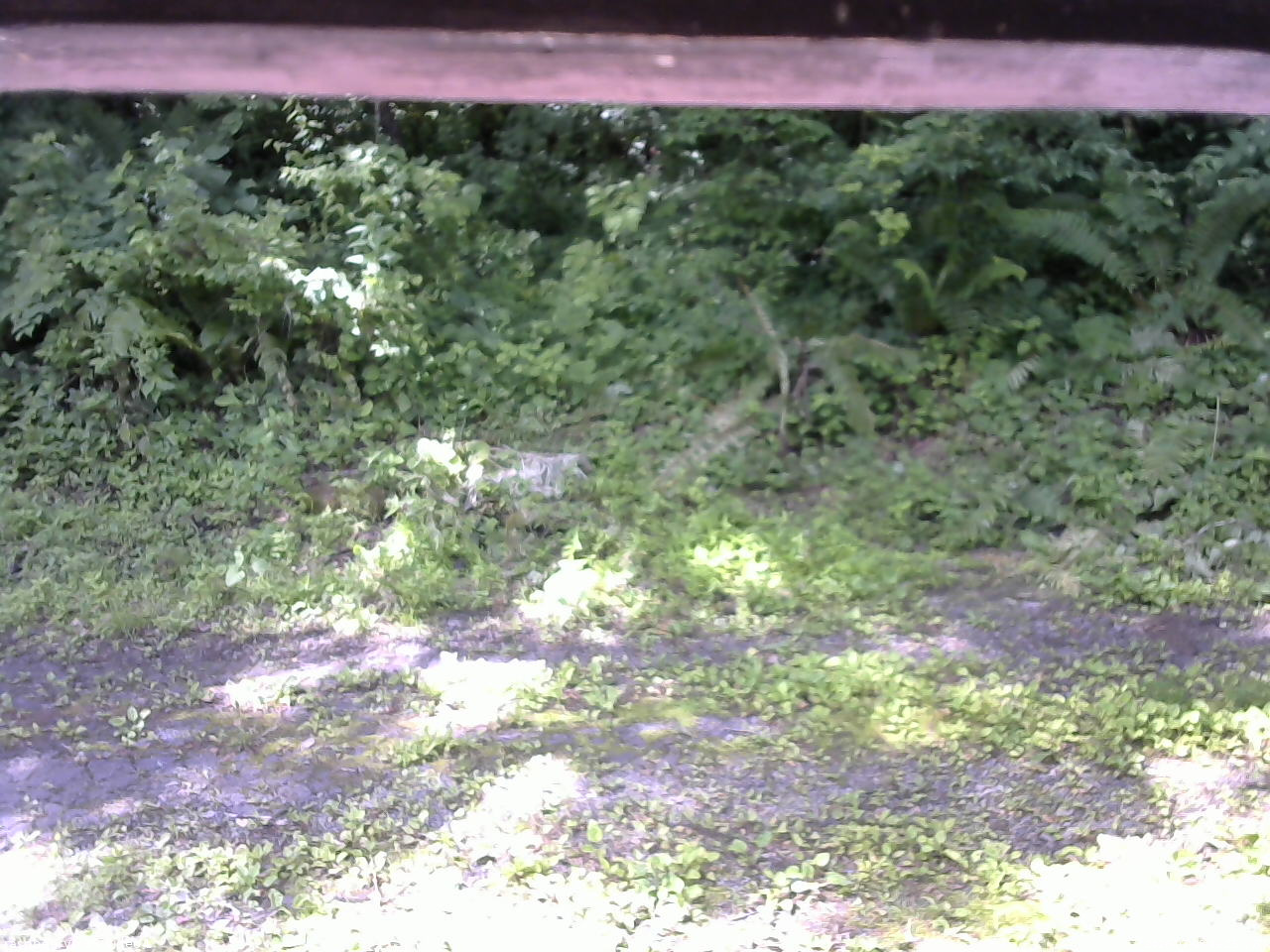 長野県菅平高原 ゆたか山荘 東側(坂下) 2026/07/08 09:15