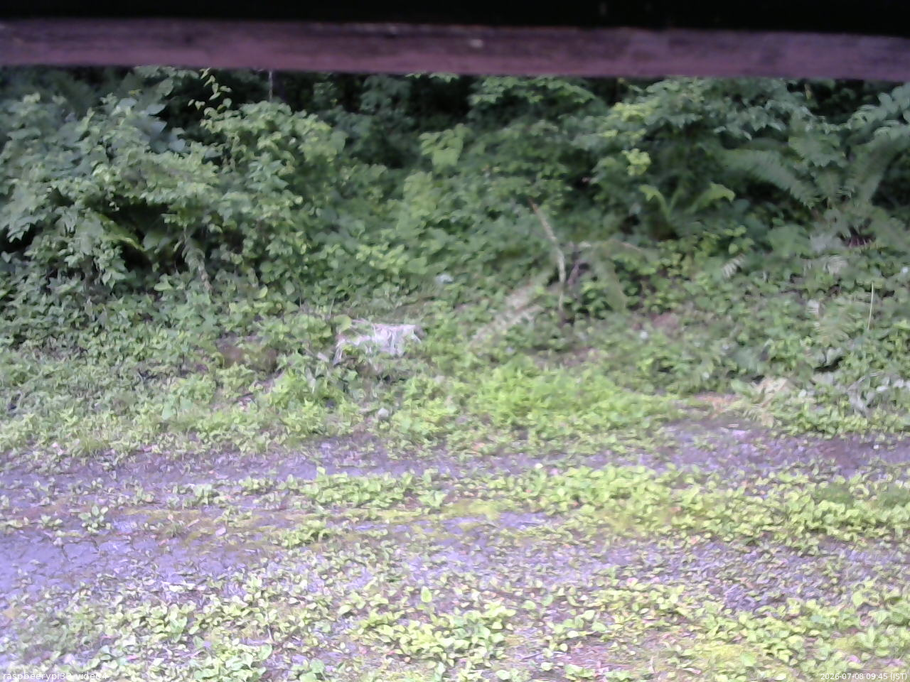 長野県菅平高原 ゆたか山荘 東側(坂下) 2026/07/08 09:45