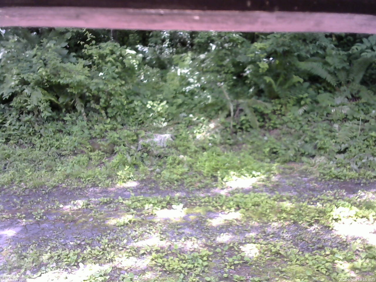 長野県菅平高原 ゆたか山荘 東側(坂下) 2026/07/08 10:15