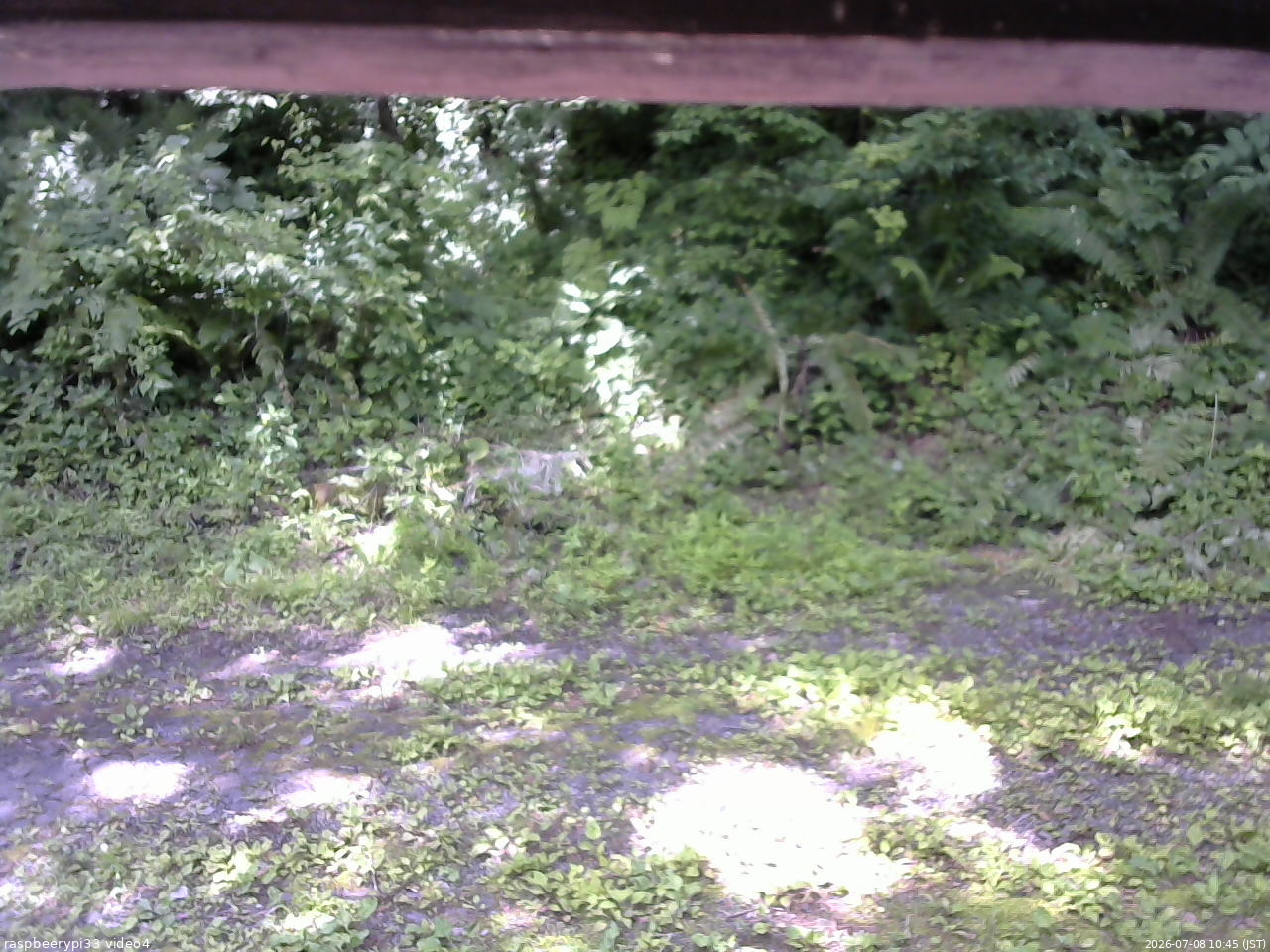 長野県菅平高原 ゆたか山荘 東側(坂下) 2026/07/08 10:45