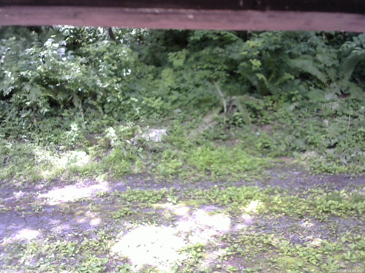 長野県菅平高原 ゆたか山荘 東側(坂下) 2026/07/08 11:00