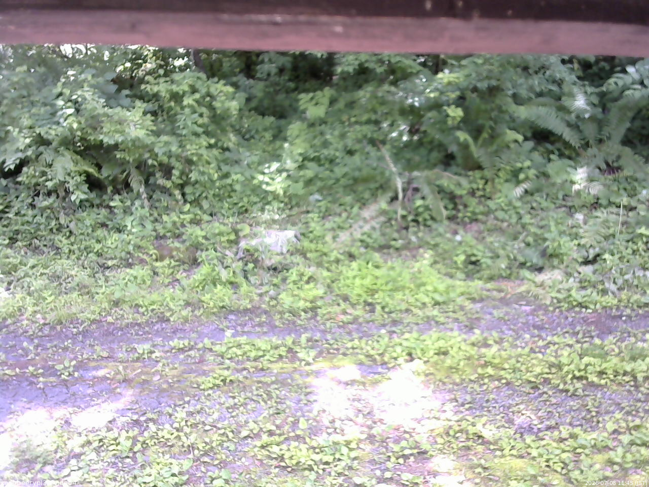 長野県菅平高原 ゆたか山荘 東側(坂下) 2026/07/08 11:45