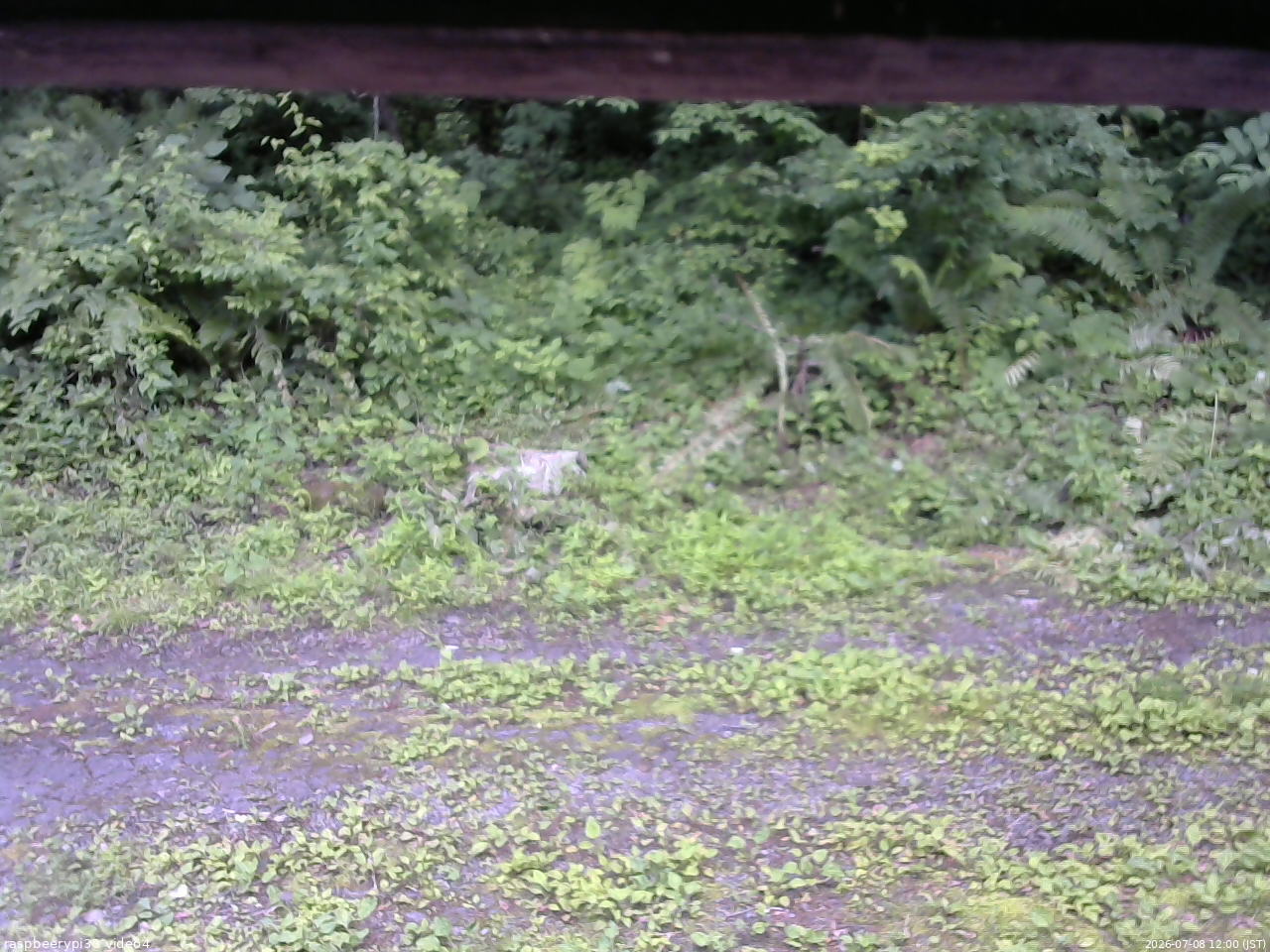 長野県菅平高原 ゆたか山荘 東側(坂下) 2026/07/08 12:00