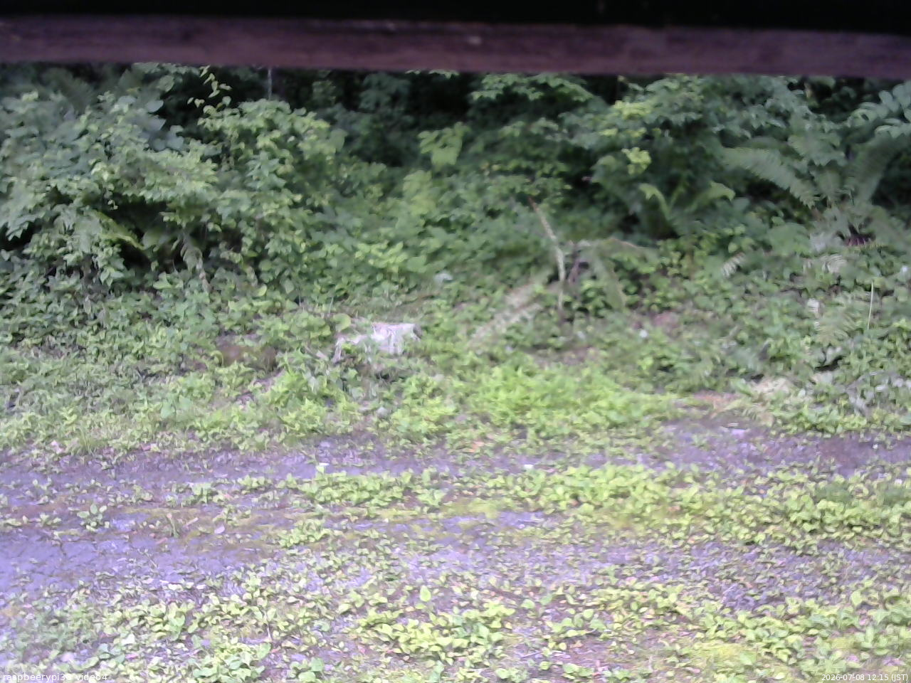 長野県菅平高原 ゆたか山荘 東側(坂下) 2026/07/08 12:15