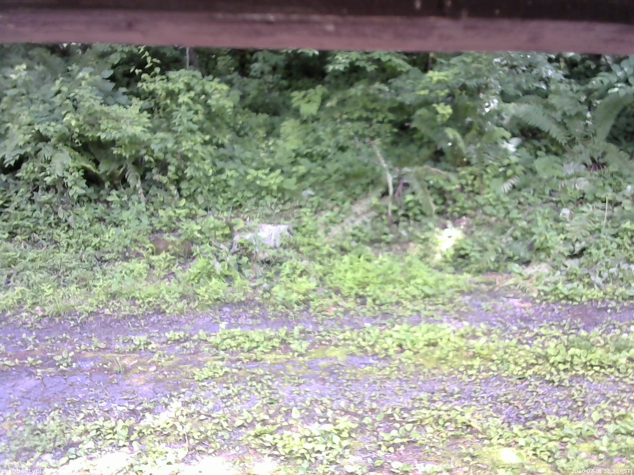 長野県菅平高原 ゆたか山荘 東側(坂下) 2026/07/08 13:30