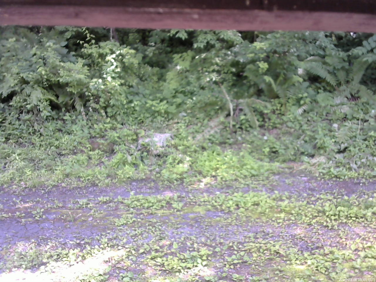 長野県菅平高原 ゆたか山荘 東側(坂下) 2026/07/08 13:45