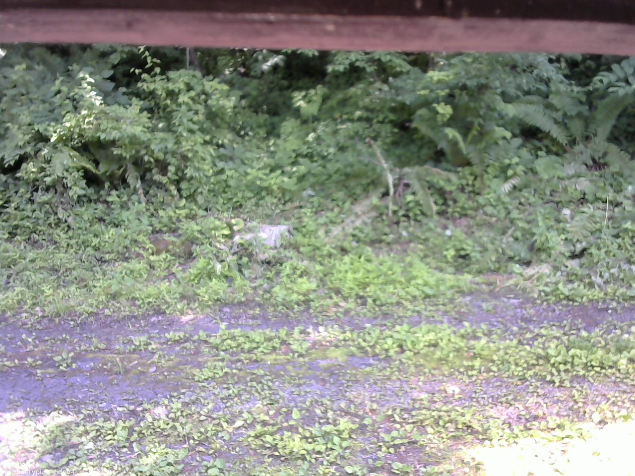 長野県菅平高原 ゆたか山荘 東側(坂下) 2026/07/08 14:00