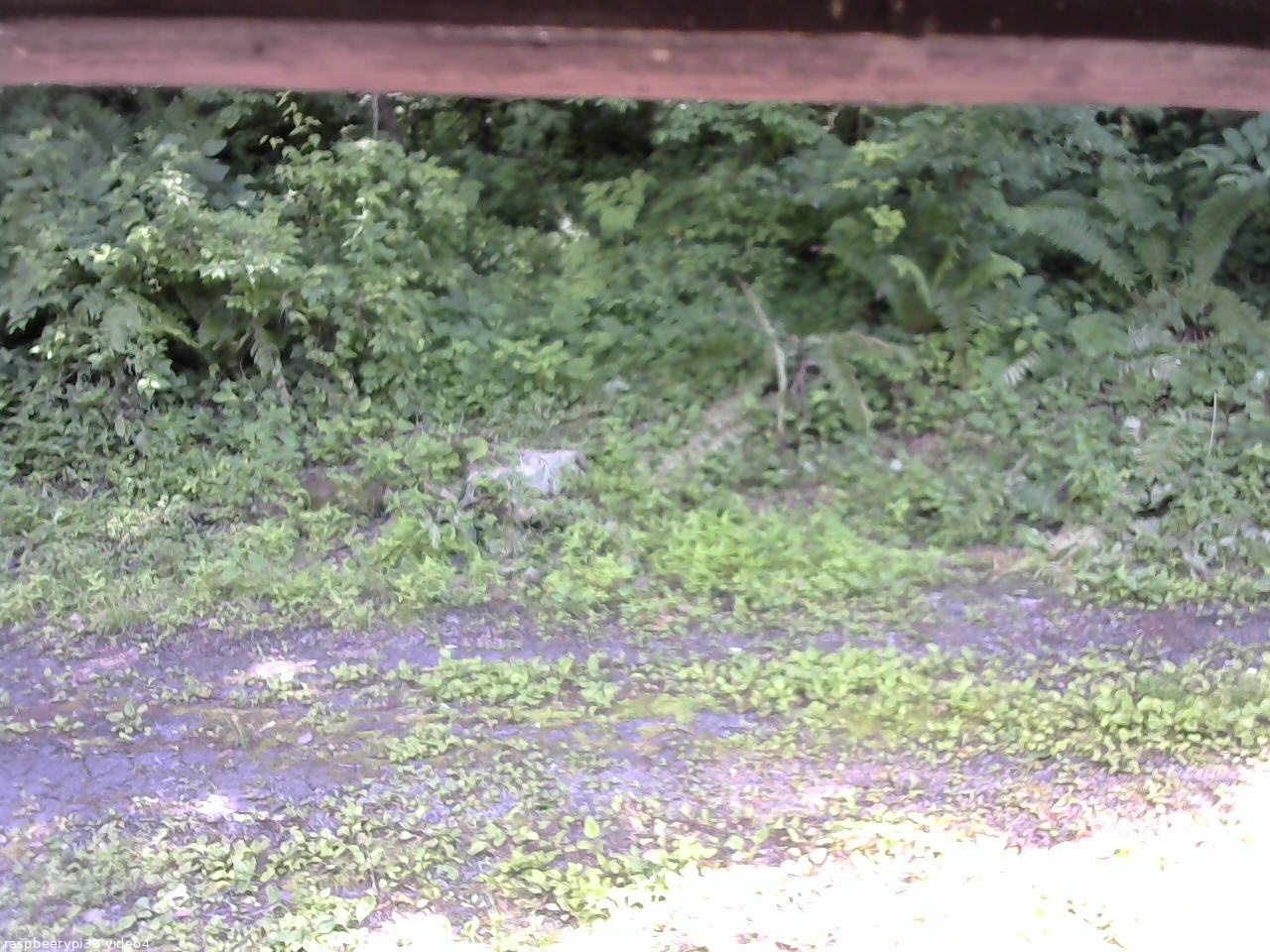 長野県菅平高原 ゆたか山荘 東側(坂下) 2026/07/08 14:15