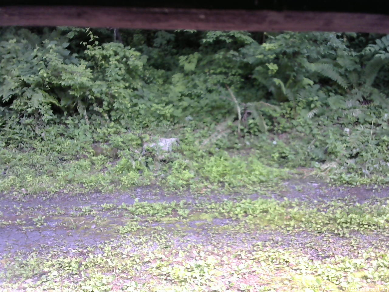 長野県菅平高原 ゆたか山荘 東側(坂下) 2026/07/08 14:45